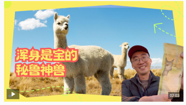 开yun体育网而在全天下羊驼数目最多的国度秘鲁-开云(中国)Kaiyun·官方网站 登录入口