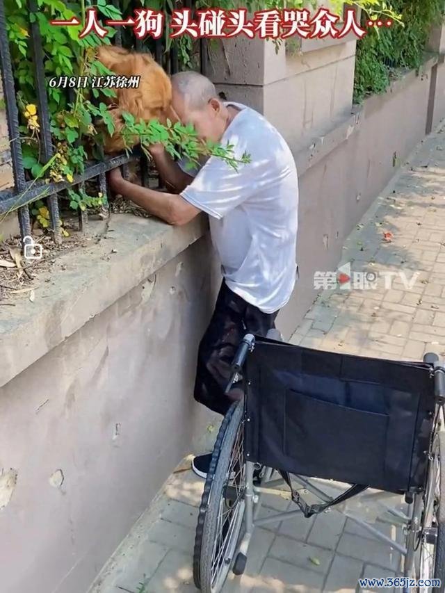 老东谈主摔断腿后找邻居家狗狗玩
