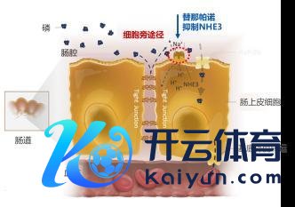 图1 替那帕诺作用机制暗示图